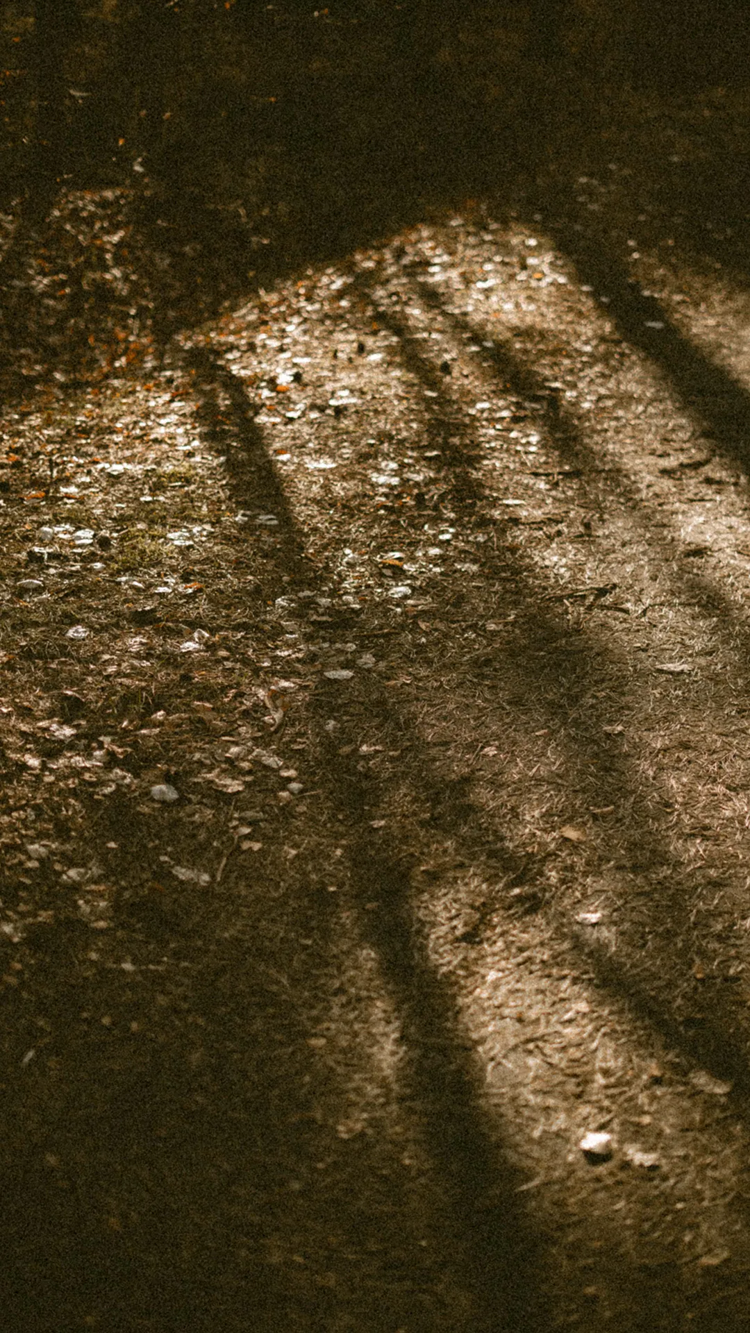 Lange Schatten auf Waldboden